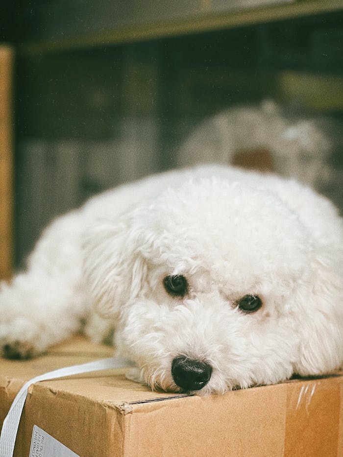 Home Adorable Bichon Frise dog resting on a cardboard box indoors with soft lighting.
