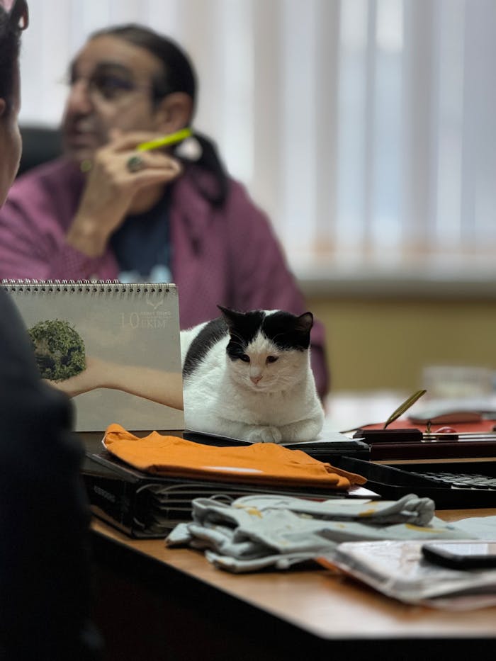 why-choose-us Office scene with a relaxed cat on a cluttered desk and a blurred background figure.