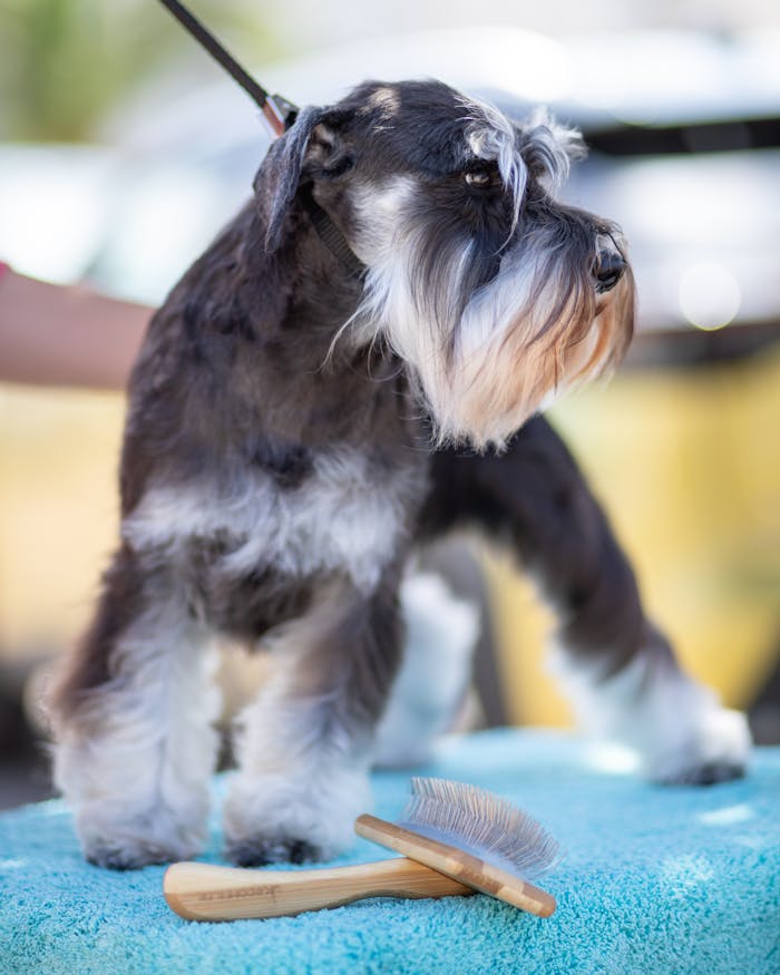 A well-groomed Miniature Schnauzer stands on a grooming table with a brush nearby.