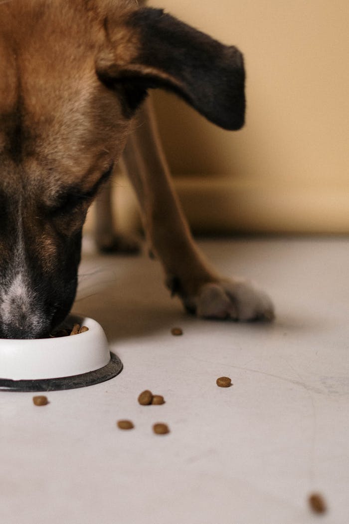 Home A pet dog enjoying its meal from a bowl on the floor, photographed in an indoor setting.