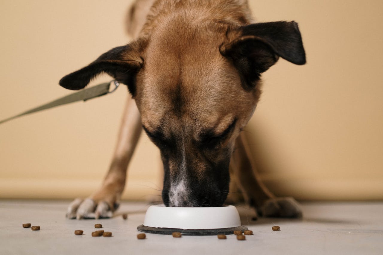 hero-img A close-up of a brown dog eating kibble from a white bowl indoors.