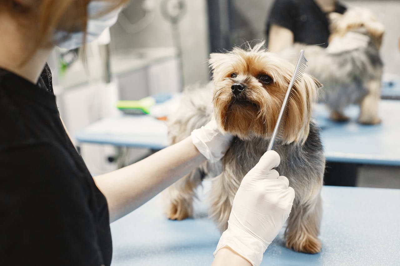 A Yorkshire Terrier being groomed by a professional with gloves and comb in a pet grooming salon.