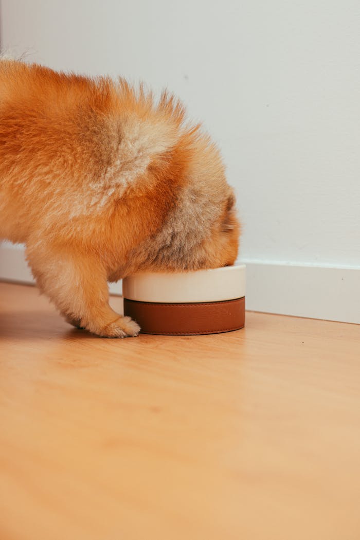Home Adorable Pomeranian puppy eating from a bowl inside a cozy home.