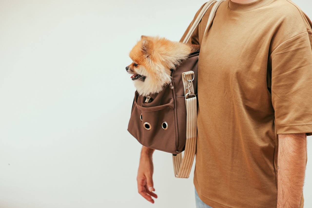 about-01 A Pomeranian sitting in a trendy brown pet carrier held by a man wearing a brown shirt.